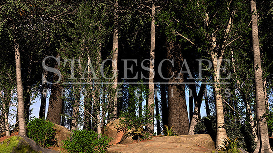 Peaceful Woodlands | Static