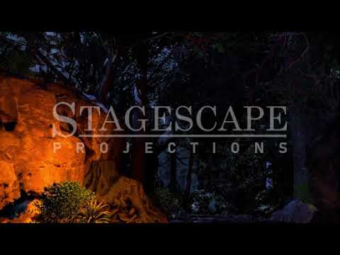 Dark Forest Path | Animated